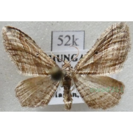 Costaconvexa polygrammata (Borkhausen, 1794) Hungaria52k